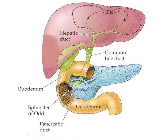 The duodenum is a receiving center.