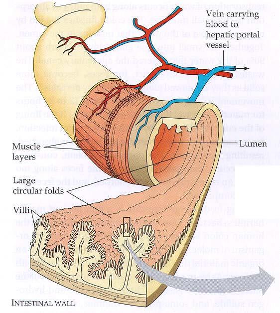 Structure of the intestine large