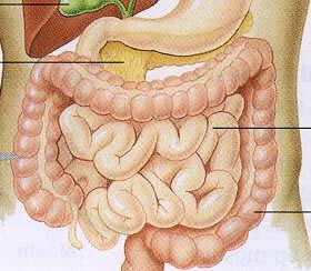 NEXT... the large intestine,