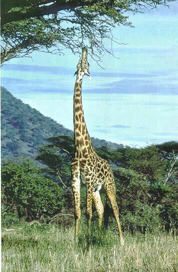 Giraffes Antelope and