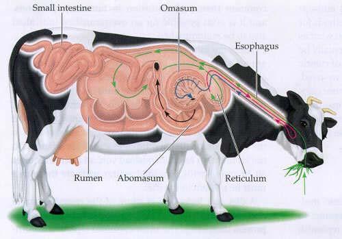 Ruminants have 4 stomach compartments 1.