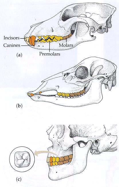 Carnivores large canines, slashing premolars Herbivores sharp incisors and molar