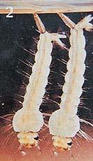vegetarian mosquito larva has brushy mouthparts to produce