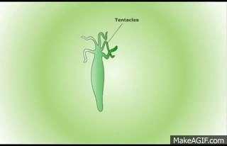 2) Budding Types of Asexual Reproduction A small