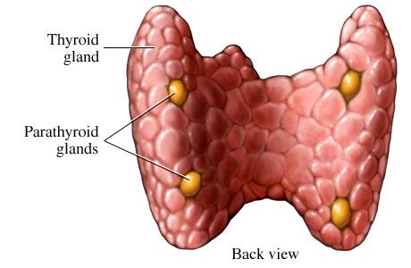 Hyperthyroidism: Graves disease: Located in the posterior part of the
