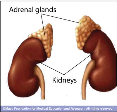 Adrenal cortex: outer part of the kidney glucocorticoids: mineralocorticoids: