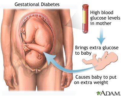 in the liver as glucagon: the amount of glucose in the blood by causing the liver to
