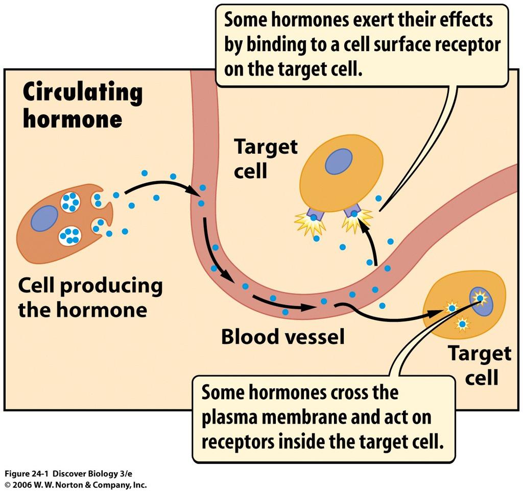 A. Hormones Hormones = Endocrine signals that travel through the bloodstream and mediate