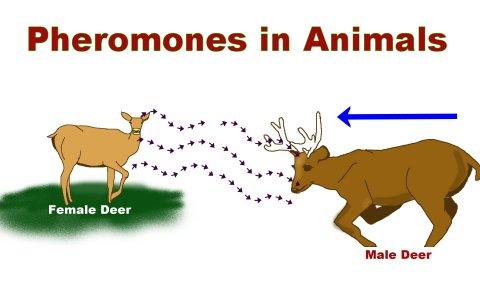 G. Pheromones Pheromones = chemical signals that are released from the body and used to communicate with other