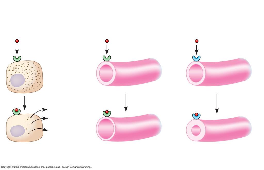 One hormone, different effects Same receptors but different intracellular proteins Different receptors Epinephrine β receptor Glycogen deposits Epinephrine β receptor