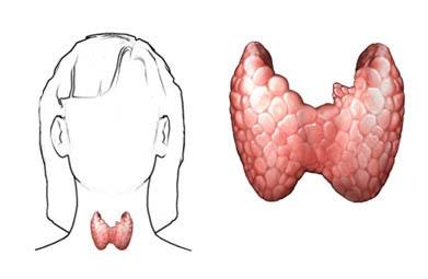 B. The Thyroid Gland 1.