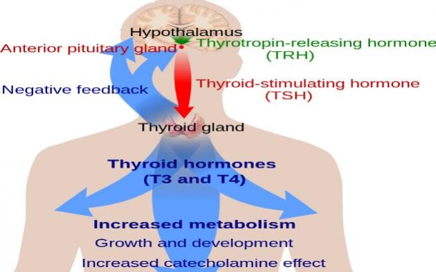 B. The Thyroid Gland Thyroid hormones stimulate