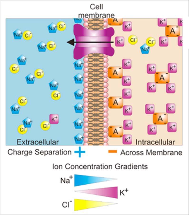 Capacitance in the Neuron The cell membrane