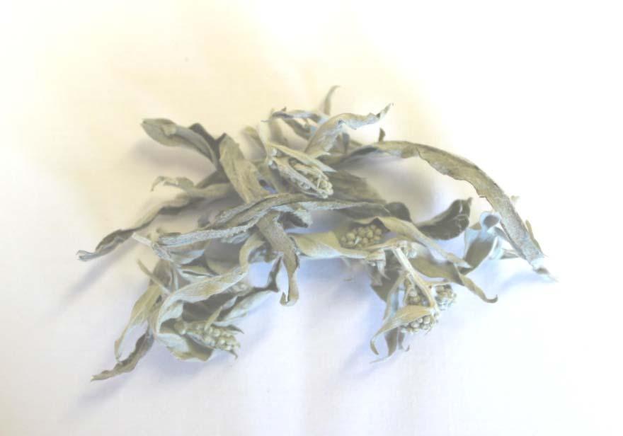 Sage Sage used in smudging and for ceremony.