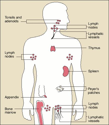 Pathologies of the Lymphatic System Disease Oedema Hodgkin s Non Hodgkin s lymphoma Glandular fever Lymphadenitis Lupus Meaning Soft tissue swelling fluid retention. Cancer of the lymphatic system.