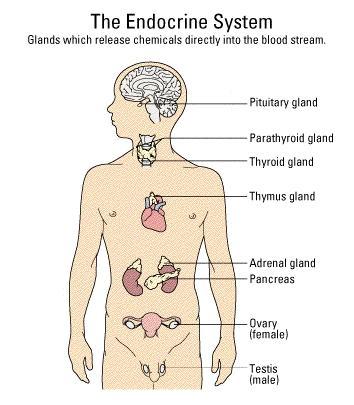 The Endocrine System The endocrine system is a collection of glands that release hormones which have an influence on almost every cell, organ, and function of the body.