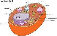 Without the oxygen that cellular respiration brings into the cells, organisms would not be able to run any of the processes