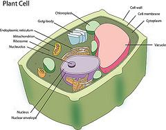 These processes include digestion, maintaining ph levels, filtering waste from the kidneys, pumping blood and nutrients
