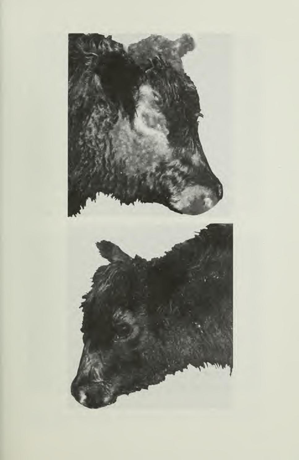 Fig. 1 calf