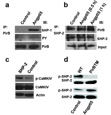 Supplementary Figure 13. Angptl5 binding increases phosphorylation of PirB and association between PirB and SHP-1/SHP-2.