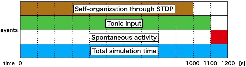 Fig. 2. Simulation timeline after connectivity initialization. We analyzed spontaneous neural activity during the red block.