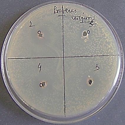 coli Figure 6: P.