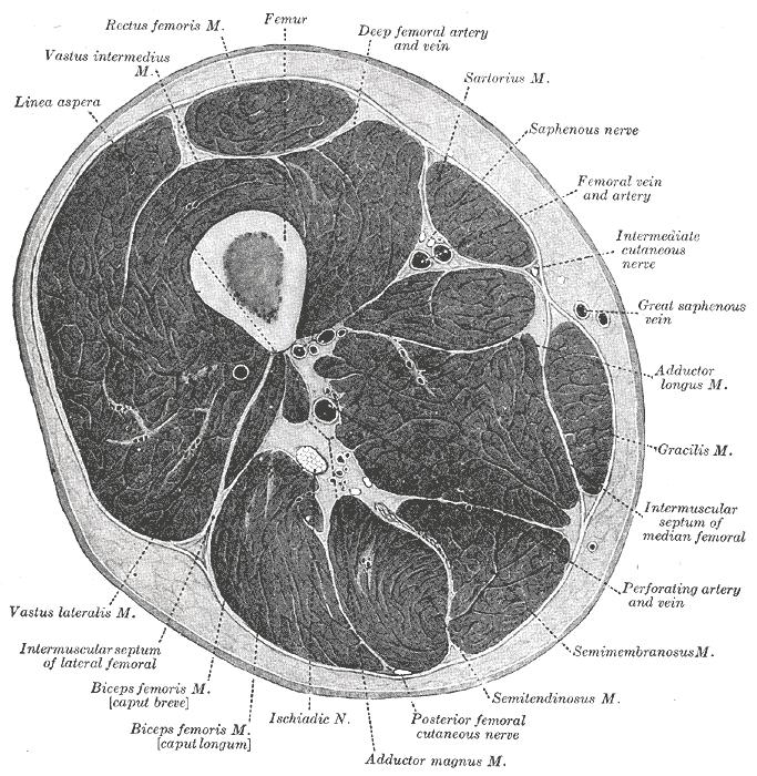 Appendix 1 Anatomy of the anterior compartment