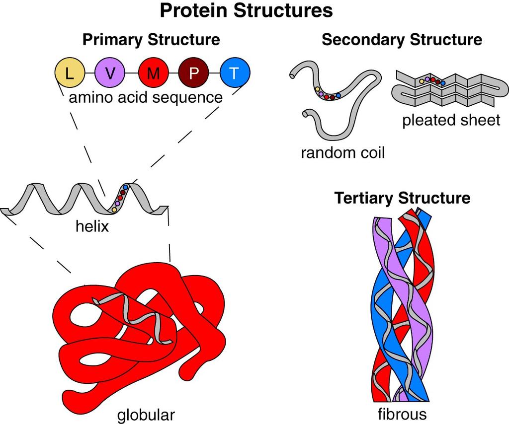 Protein Structures Tertiary Structure Globular proteins do not form networks Fibrous proteins are