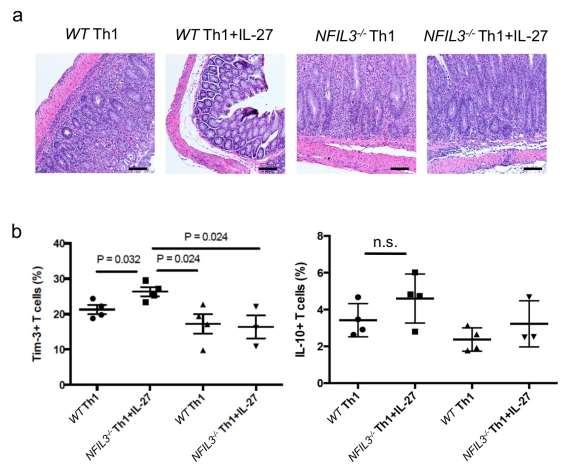 Supplementary Figure 9. IL-27-suppressed Th1-mediated colitis is dependent.