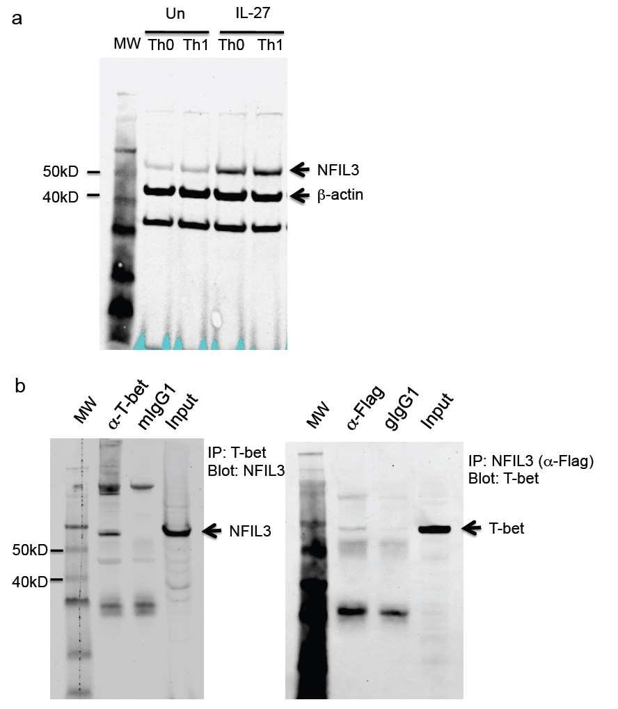Supplementary Figure 12. Full Western blots. (a) Full Western blot for and -actin expression.