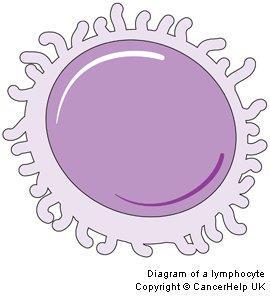 lymphatic system - lymphomas Other cells can