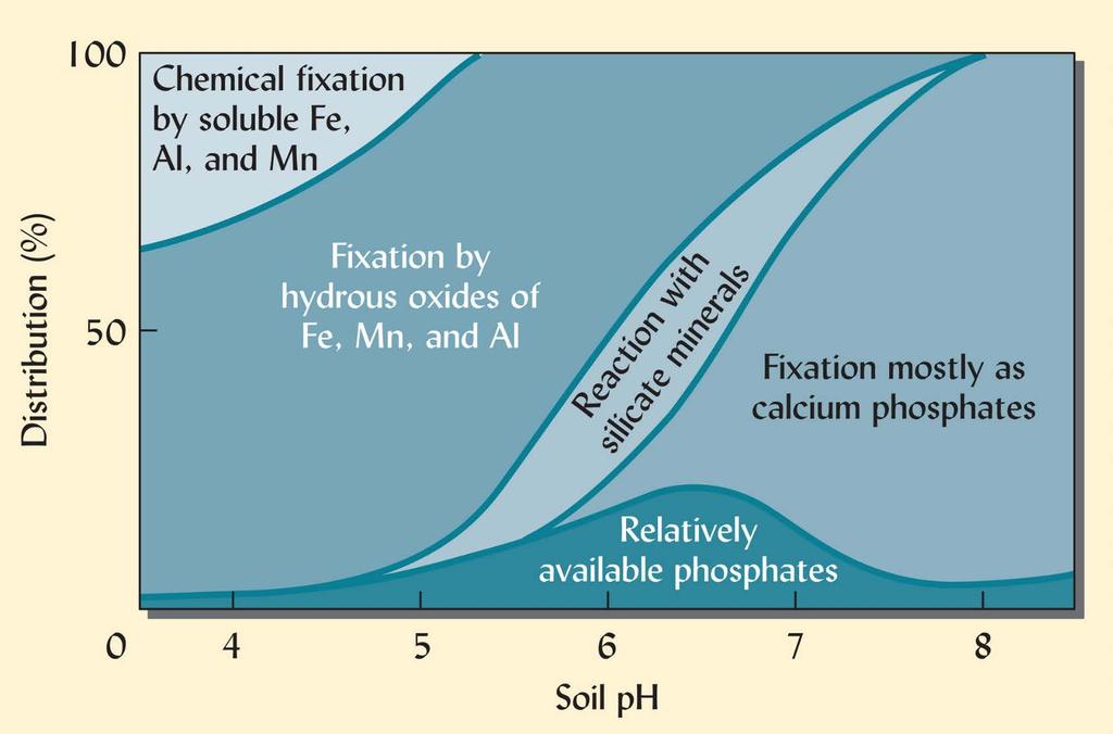 Fixation of Inorganic Phosphorus Varies with ph Adsorption to