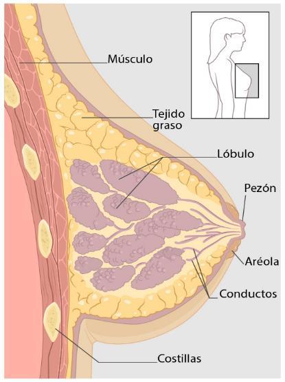 DIAGRAM DEVELOPMENT OF BREAST CANCER Lobules (milk-producing glands) Ducts (tiny tubes that carry milk from the lobules to