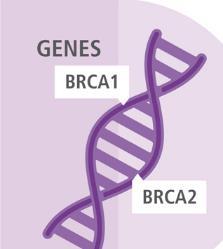 High-risk factors: BRCA1 and BRCA2: the most common cause of hereditary breast cancer is an inherited mutation in the BRCA1 and BRCA2 genes.