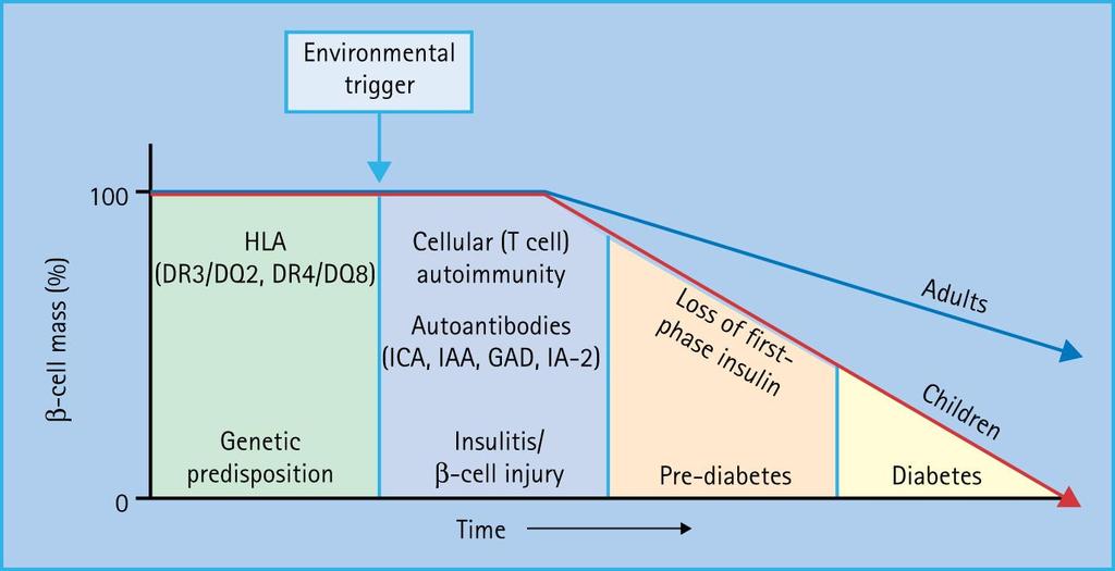 Natural history of type 1 diabetes Diagnosis of type 1