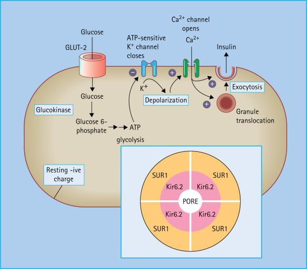 generated from somatic cells indirect reprogramming Therapy aiming at Regeneration of beta cells Intensive insulin therapy to foster