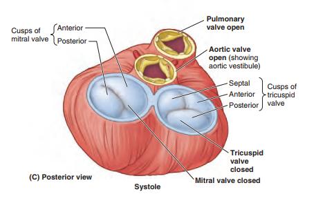 into the right atrium) as ventricular pressure rises.