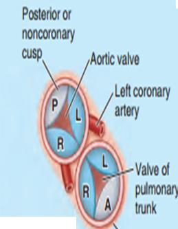 Currently, three sets of names are used to describe the aortic cusps Refer to