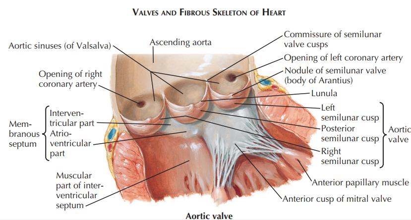 The cusps of the arterial semilunar valve are largely smooth and thin.