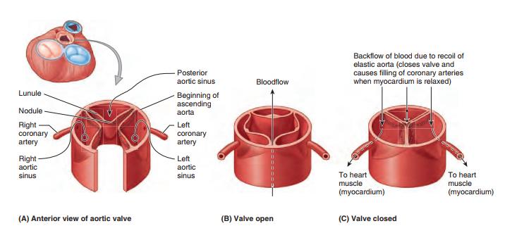 The aortic valve consists of three semilunar cusps Posterior (non-coronary) cusp Right coronary Left coronary Just