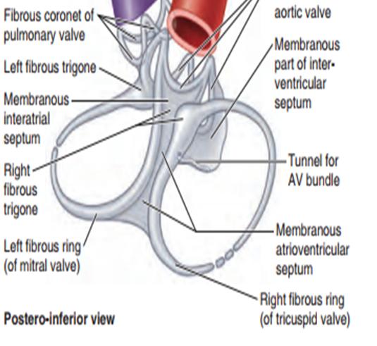 1- RIGHT ATRIOVENTRICULAR VALVE The TRICUSPID valve so-named because it usually consists of three cusps or leaflets The bases of the valve cusps are