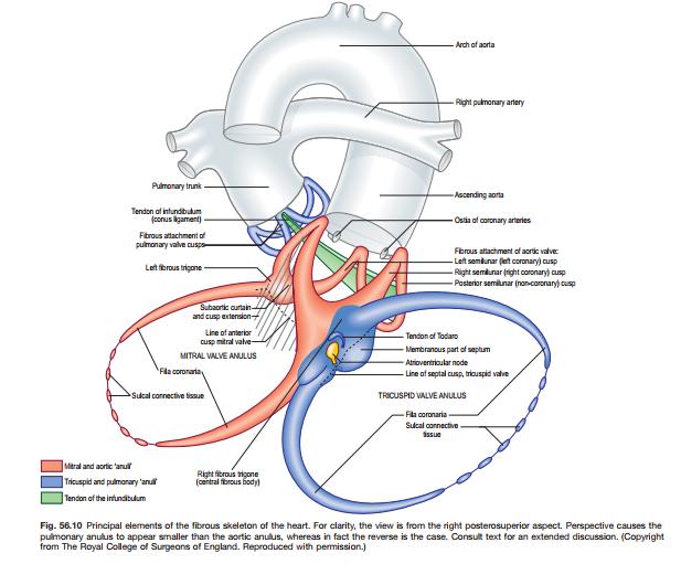 The atrioventricular valvular complex Consists of : 1-The orifice and its associated