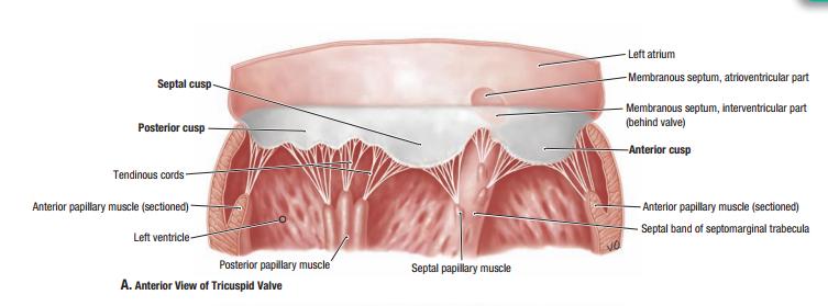 ØThe Tricuspid Valve consists of three cusps Anterior cusp lies anteriorly Septal cusp lies against the ventricular septum inferior (posterior) cusp lies inferiorly A-Cusps.