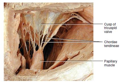 The Tricuspid Valve The cusps The chordae