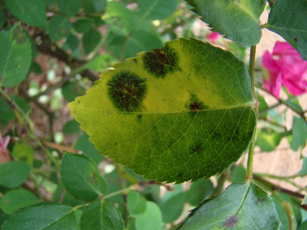 These spots may have unique feathery borders. Leaves turns yellow around the black spot lesions leading to severe defoliation.