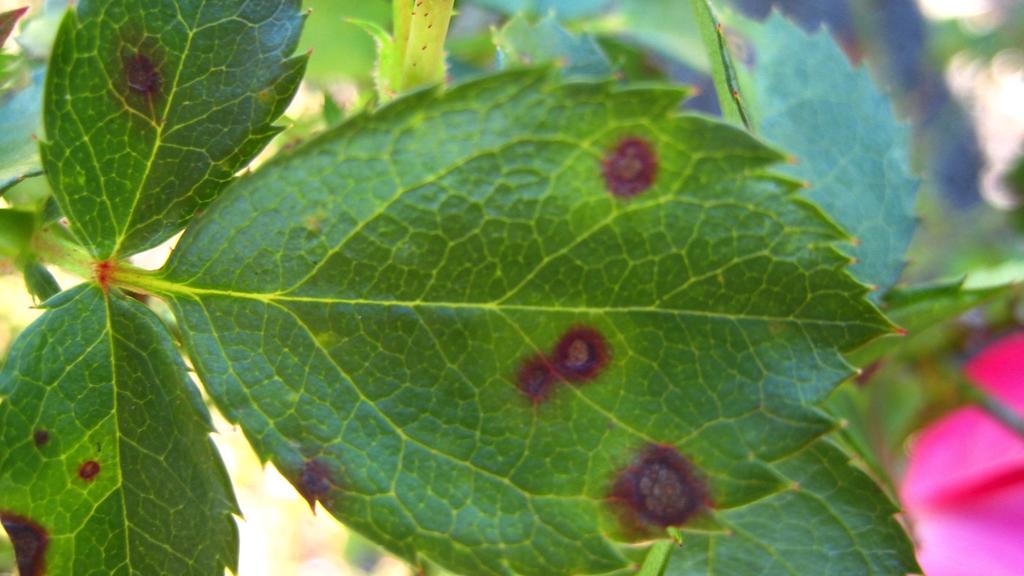 Cercospora leaf spot Symptoms are circular spots usually 2-10 mm