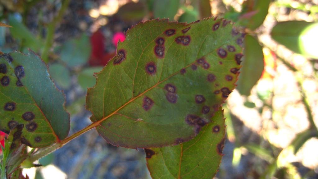 As the disease progresses, the older lesions have small necrotic areas.