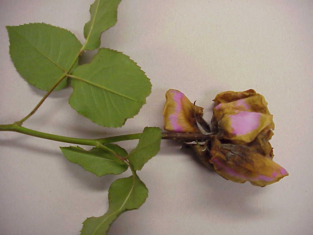Botryitis blight (Botrytis cinerea) Could end up being a post-harvest nightmare Procedures that