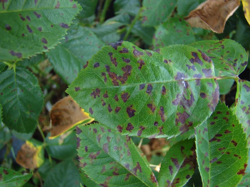 The yellow spots will turns purple in color.