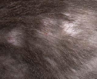Poorly Patchy Barbered Hair is present but shortened in certain areas Self Trauma due to
